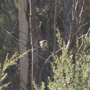 Malurus cyaneus at Mt Holland - 22 Jan 2024 09:53 AM