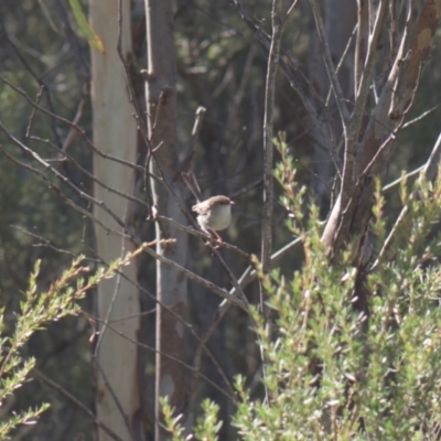 Malurus cyaneus (Superb Fairywren) at Mt Holland - 22 Jan 2024 by danswell