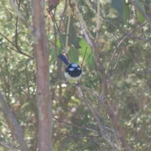 Malurus cyaneus at Mt Holland - 22 Jan 2024 09:53 AM