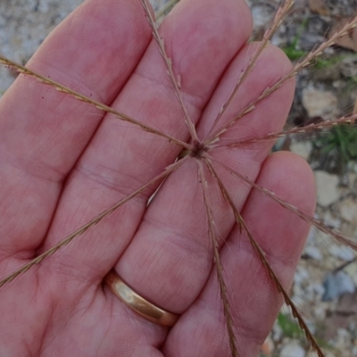 Chloris truncata (Windmill Grass) at Gunning Bush Block - 22 Jan 2024 by JohnS