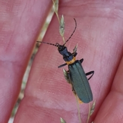 Chauliognathus lugubris (Plague Soldier Beetle) at Gunning Bush Block - 22 Jan 2024 by JohnS