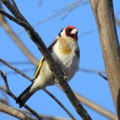 Carduelis carduelis (European Goldfinch) at Wingecarribee Local Government Area - 22 Jan 2024 by GlossyGal
