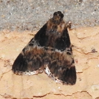 Orthaga thyrisalis (Teatree Web Moth) at Wanniassa, ACT - 21 Jan 2024 by JohnBundock