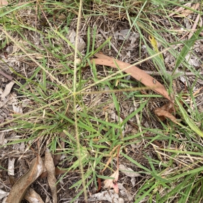 Chloris truncata (Windmill Grass) at Bruce, ACT - 23 Jan 2024 by JohnGiacon