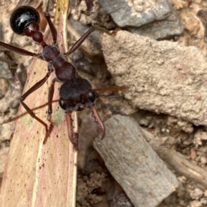 Myrmecia simillima at Flea Bog Flat to Emu Creek Corridor - 23 Jan 2024