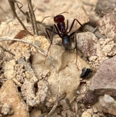 Myrmecia simillima at Flea Bog Flat to Emu Creek Corridor - 23 Jan 2024