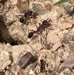 Myrmecia simillima at Flea Bog Flat to Emu Creek Corridor - 23 Jan 2024