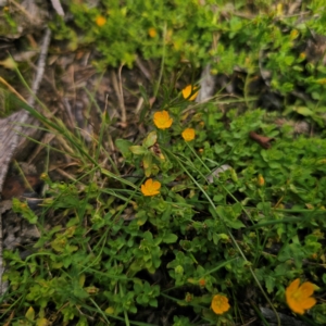 Hypericum japonicum at QPRC LGA - 23 Jan 2024