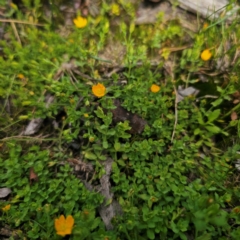 Hypericum japonicum at QPRC LGA - 23 Jan 2024