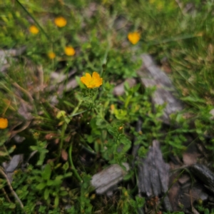 Hypericum japonicum at QPRC LGA - 23 Jan 2024