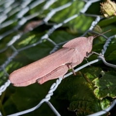 Goniaea australasiae (Gumleaf grasshopper) at Rugosa - 23 Jan 2024 by SenexRugosus