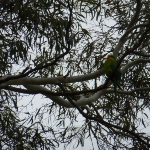 Polytelis swainsonii at Wanniassa, ACT - 16 Jan 2024