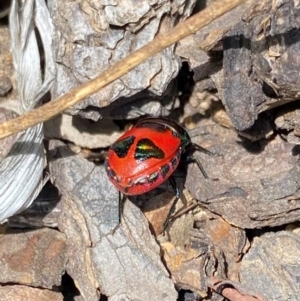 Choerocoris paganus at Wanniassa, ACT - 23 Jan 2024