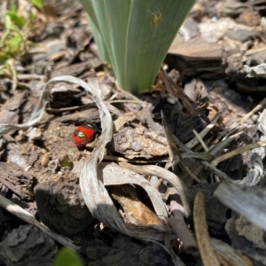 Choerocoris paganus at Wanniassa, ACT - 23 Jan 2024