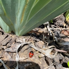 Choerocoris paganus at Wanniassa, ACT - 23 Jan 2024