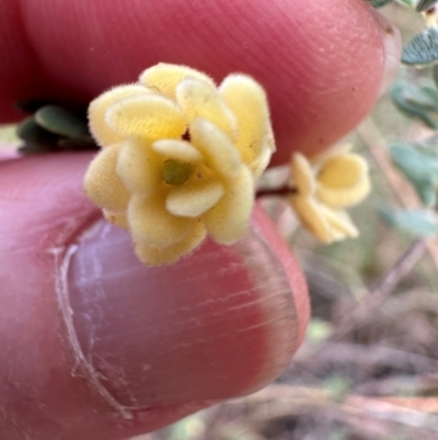 Brachyloma daphnoides (Daphne Heath) at Aranda, ACT - 23 Jan 2024 by lbradley