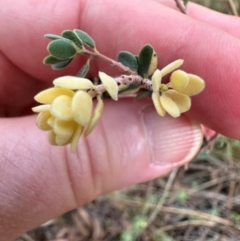 Brachyloma daphnoides at Aranda, ACT - 23 Jan 2024 06:15 PM