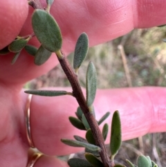 Brachyloma daphnoides at Aranda, ACT - 23 Jan 2024 06:15 PM