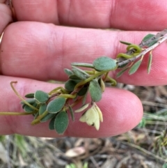 Brachyloma daphnoides at Aranda, ACT - 23 Jan 2024 06:15 PM