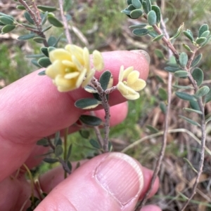 Brachyloma daphnoides at Aranda, ACT - 23 Jan 2024 06:15 PM