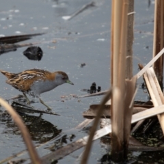 Zapornia pusilla (Baillon's Crake) at Jerrabomberra Wetlands - 22 Jan 2024 by Dalice