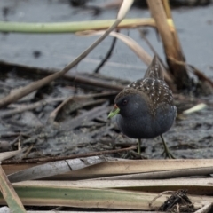 Porzana fluminea (Australian Spotted Crake) at Jerrabomberra Wetlands - 22 Jan 2024 by Dalice