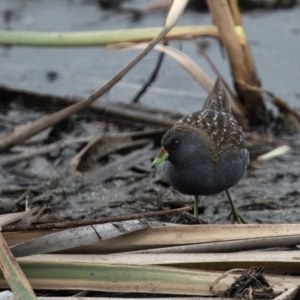 Porzana fluminea at Jerrabomberra Wetlands - 23 Jan 2024 08:26 AM