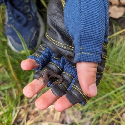 Christinus marmoratus (Southern Marbled Gecko) at Watson, ACT - 23 Jan 2024 by AniseStar