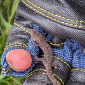 Christinus marmoratus at Watson, ACT - 23 Jan 2024