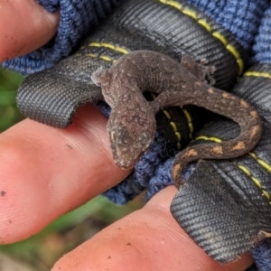 Christinus marmoratus at Watson, ACT - 23 Jan 2024