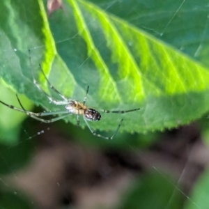 Leucauge dromedaria at Watson, ACT - 23 Jan 2024