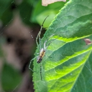 Leucauge dromedaria at Watson, ACT - 23 Jan 2024