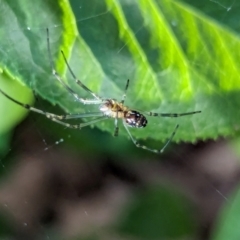 Leucauge dromedaria at Watson, ACT - 23 Jan 2024