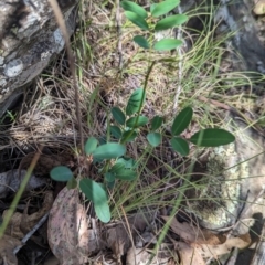 Indigofera australis subsp. australis (Australian Indigo) at Wee Jasper, NSW - 21 Jan 2024 by brettguy80