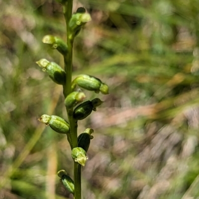 Microtis sp. (Onion Orchid) at Micalong Gorge - 21 Jan 2024 by brettguy80