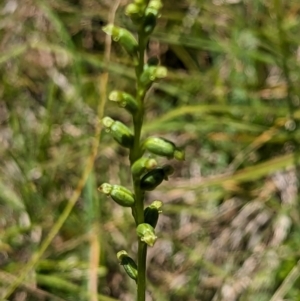 Microtis sp. at Micalong Gorge - suppressed