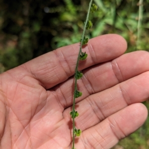 Cynoglossum australe at Micalong Gorge - 21 Jan 2024