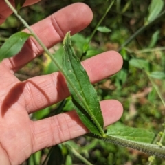 Cynoglossum australe at Micalong Gorge - 21 Jan 2024