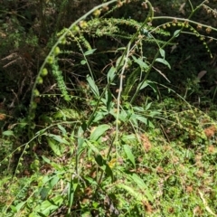 Cynoglossum australe at Micalong Gorge - 21 Jan 2024