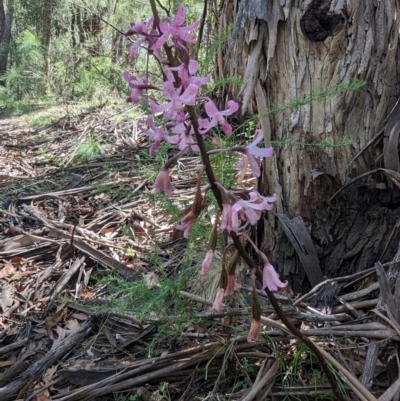 Dipodium roseum (Rosy Hyacinth Orchid) at Wee Jasper, NSW - 21 Jan 2024 by brettguy80