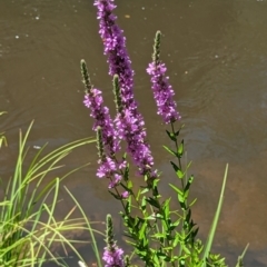 Lythrum salicaria (Purple Loosestrife) at Micalong Gorge - 21 Jan 2024 by brettguy80