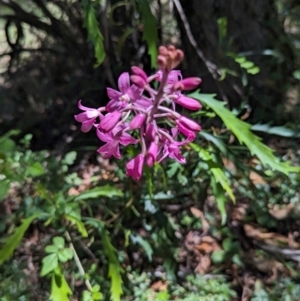 Dipodium roseum at Micalong Gorge - suppressed