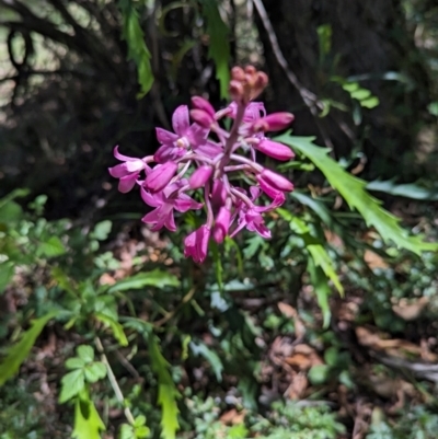 Dipodium roseum (Rosy Hyacinth Orchid) at Wee Jasper, NSW - 21 Jan 2024 by brettguy80