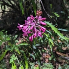 Dipodium roseum (Rosy Hyacinth Orchid) at Micalong Gorge - 21 Jan 2024 by brettguy80