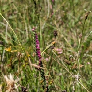 Spiranthes australis at Micalong Gorge - 21 Jan 2024