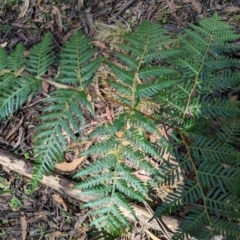 Pteridium esculentum (Bracken) at Wee Jasper, NSW - 27 Dec 2023 by brettguy80