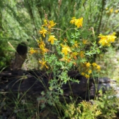 Hypericum perforatum (St John's Wort) at Micalong Gorge - 27 Dec 2023 by brettguy80