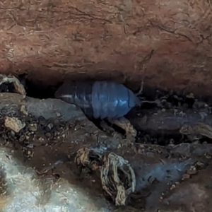 Armadillidium vulgare at Watson, ACT - 23 Jan 2024