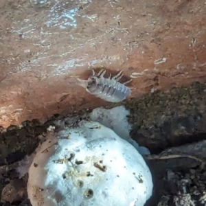 Armadillidium vulgare at Watson, ACT - 23 Jan 2024