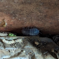 Armadillidium vulgare at Watson, ACT - 23 Jan 2024